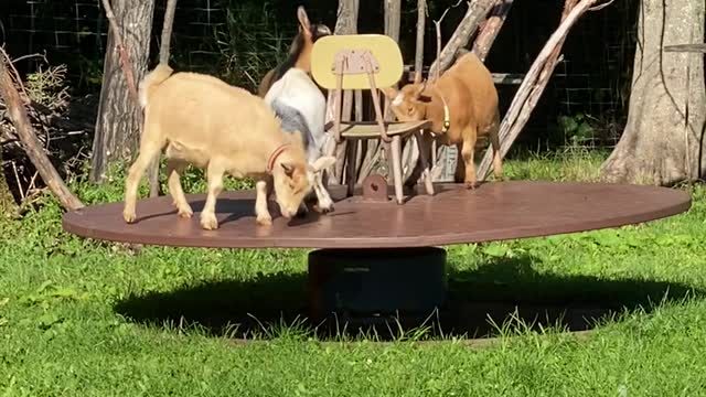 Dwarf Goats Happily Play on Merry-Go-Round