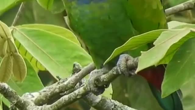 Bird's butterfull
