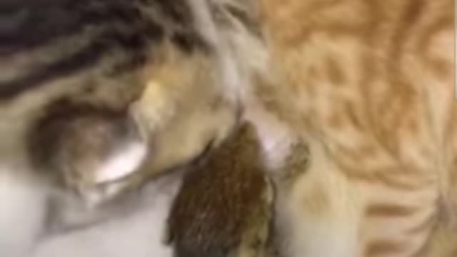 cat mom feeding cat baby and squirrel baby in together