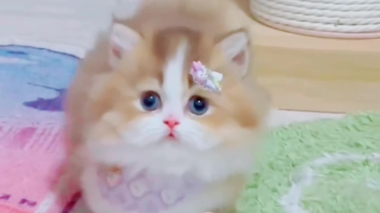 Cat cute funny baby 😻😻 cat's