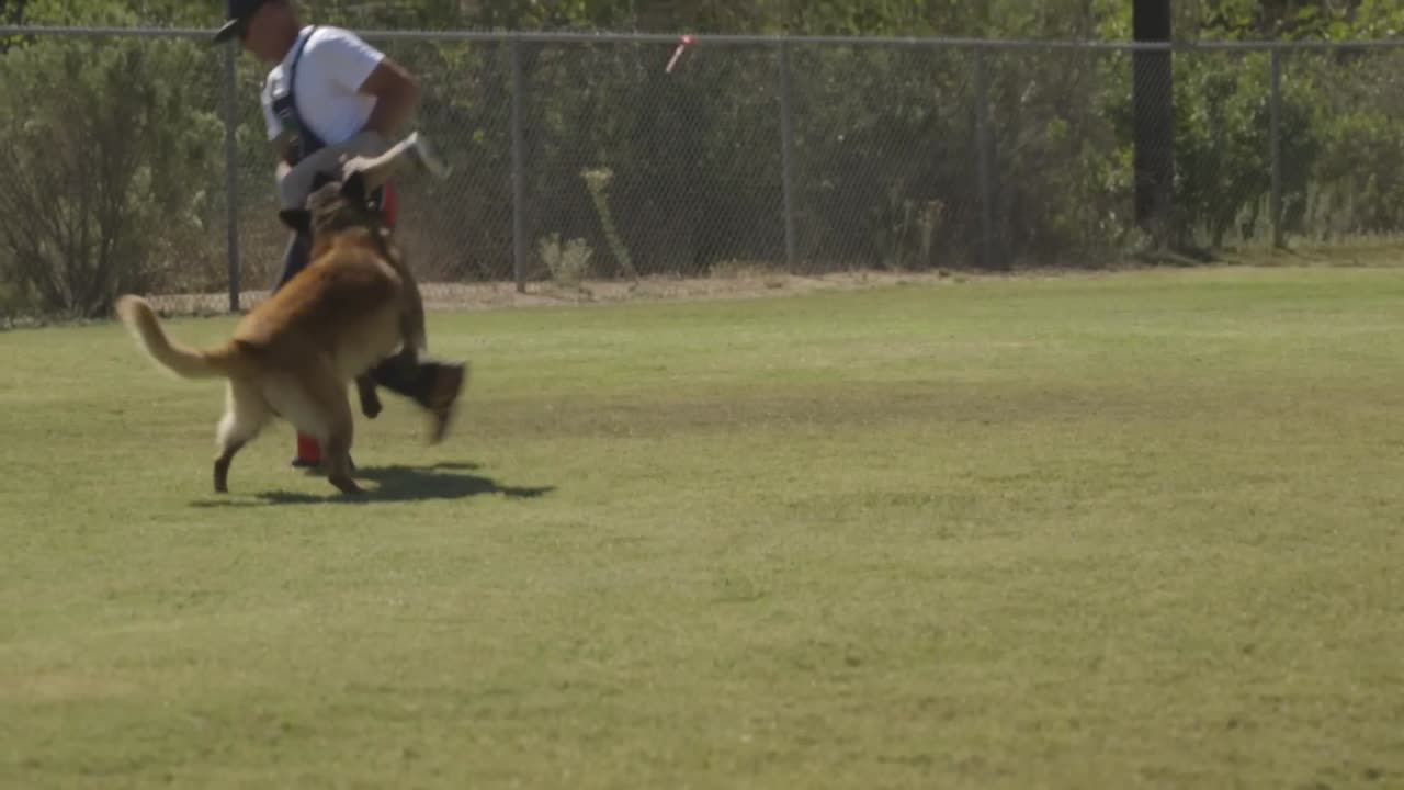 BELGIAN MALINOIS- THE SHEPHERD WITH A PIT BULL'S SPIRIT