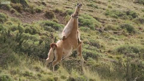 Brutal Fight for Dominance Among Guanacos | Wild Patagonia | BBC Earth