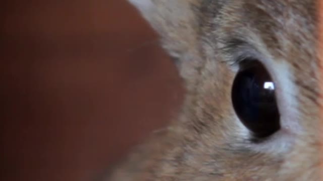 This rabbit eyes very beutyful.