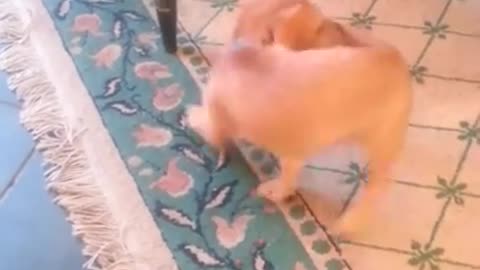 Toby chasing his tail!