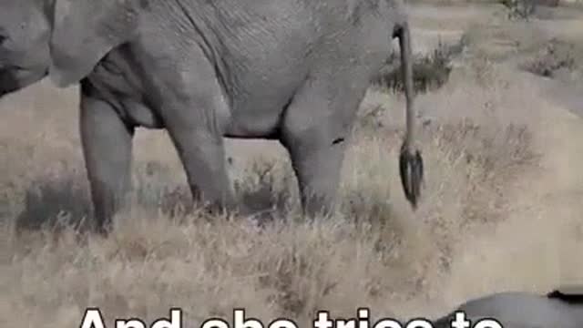 Baby Elephant Plays Tantrum