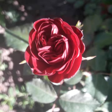 Friends, have a nice evening