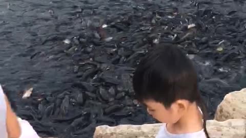 Cute kids feeding the hungry fish in pagoda lake