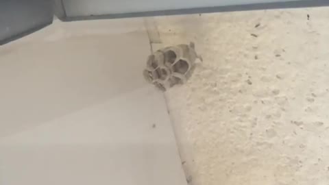 I find Wasp nest