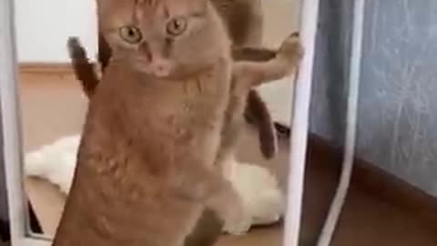 Funny dog and cut videos🐱🐶