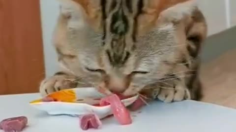 This cat can eat anything/che cat funny cat video