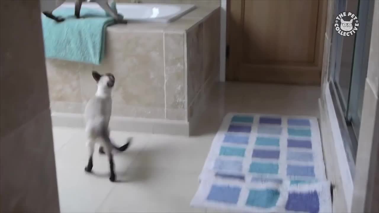 Funny Angry Animal videos