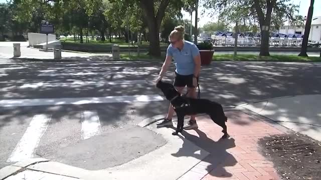 Guide dog class hits streets of downtown St. Petersburg