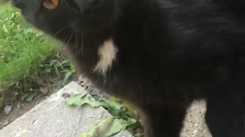 Black cat tries grabbing camera