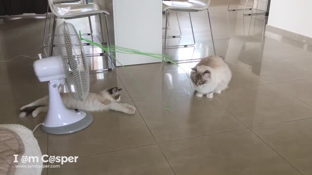 Ragdolls Binx and Casper playing with strings on the ventilator