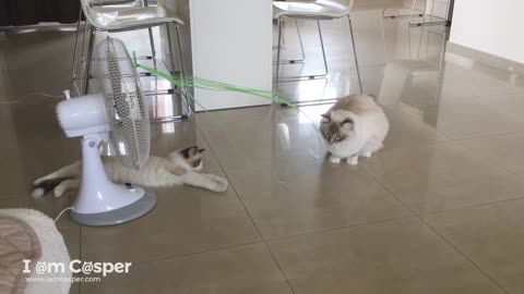 Ragdolls Binx and Casper playing with strings on the ventilator