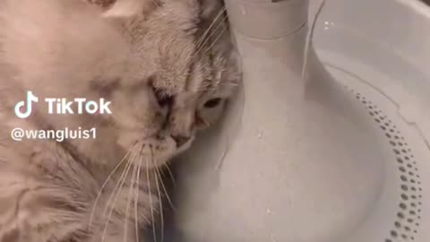 crying cat