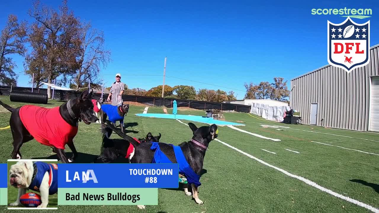 CoolWag Super Dog Bowl - Smash Mouth Dog Football