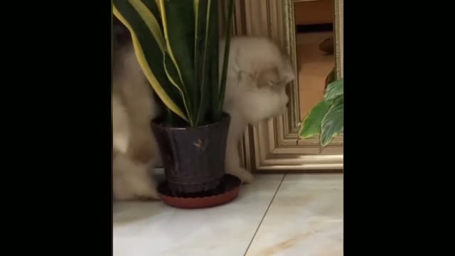 cute fluffy dog