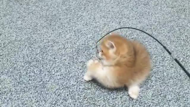 Cat playing gameπππ