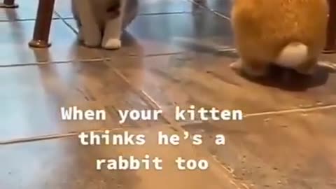 Bunny Cat