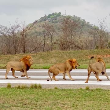 Lions Attack Other Lion on Runway