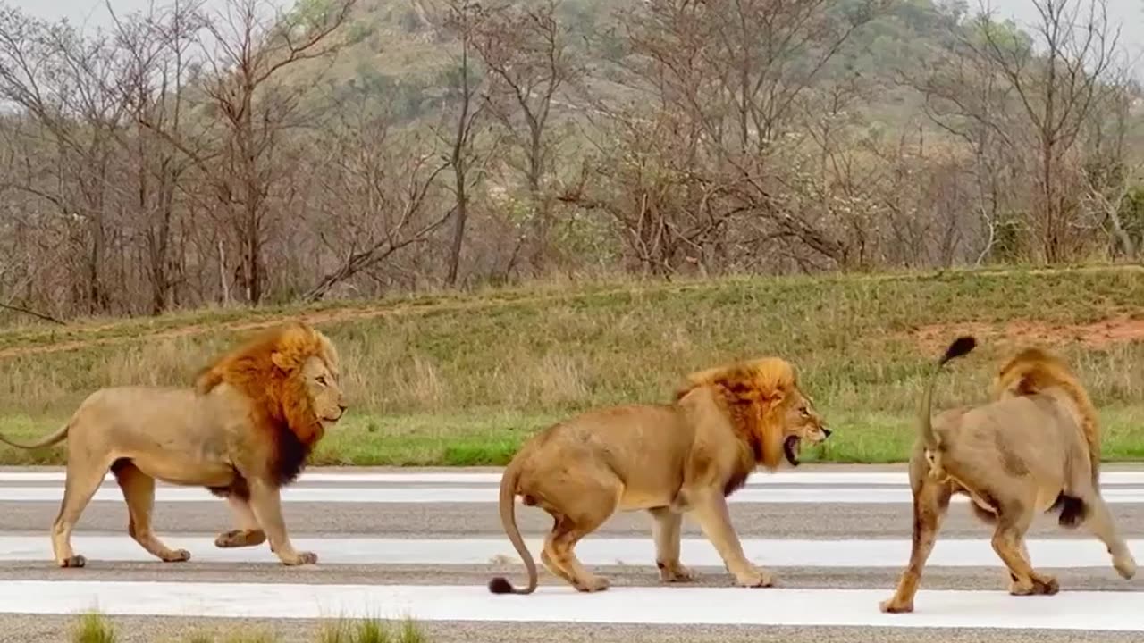 Lions Attack Other Lion on Runway