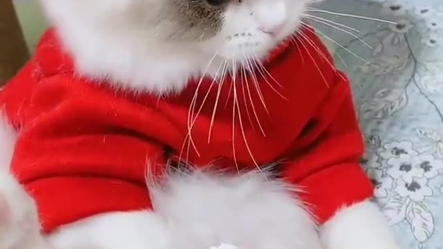 Cute cat