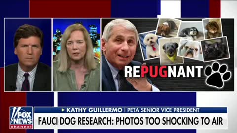 REPUGNANT Fauci's department funded brutal research on dogs. They were all "euthanized."