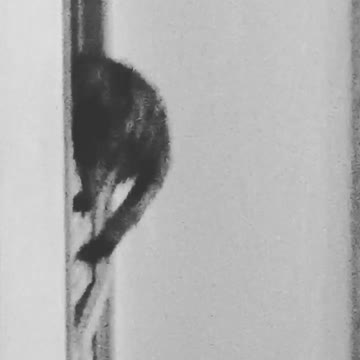 Cat fails to catch her tail