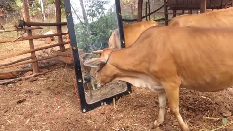 Mirror Prank For Funny Cow