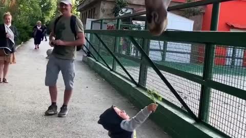 Girl playing with giraffe