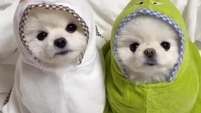 Super Adorable Pets! Love them!