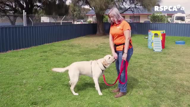 FREE DOG TRAINING SERIES – Lesson 1: how to teach your dog to sit and drop