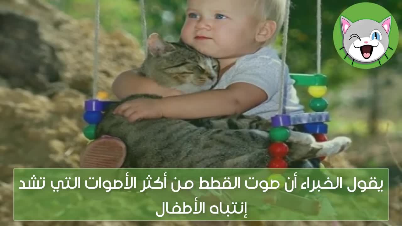 صوت القطط الذي يعشقونه كل الناس الكبار و الأطفال