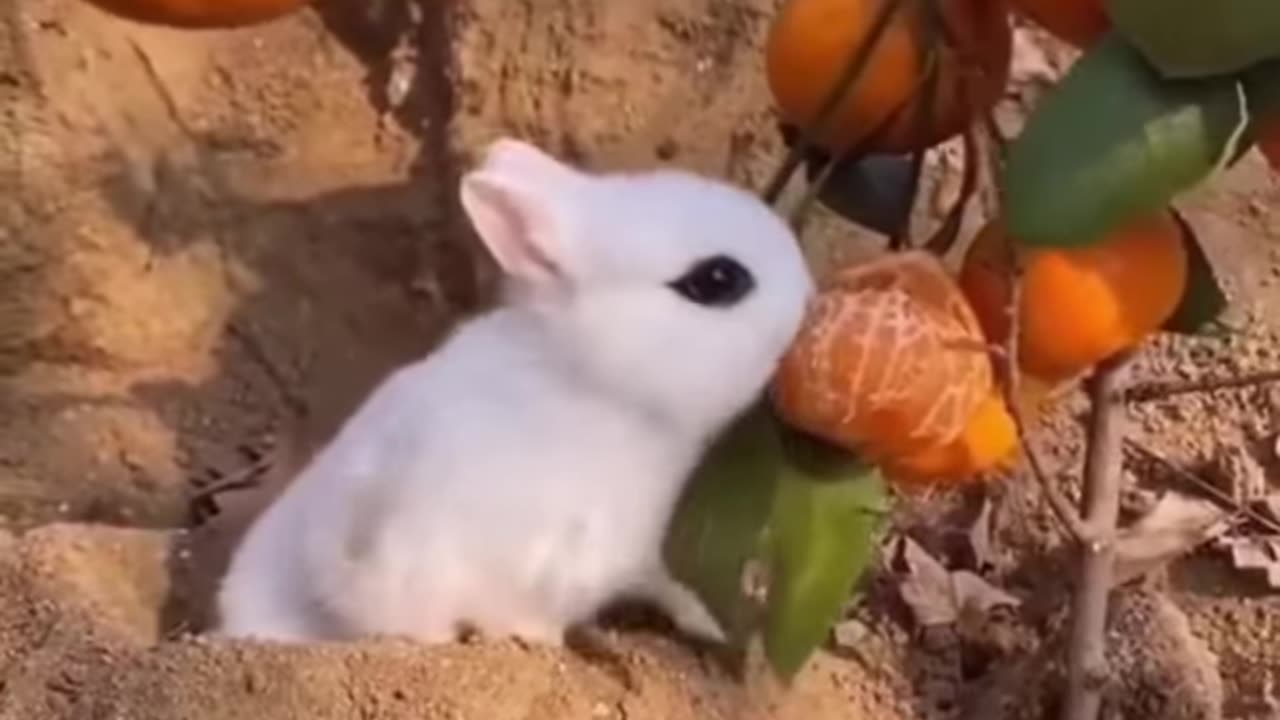 Best animal video of the year (2023)
