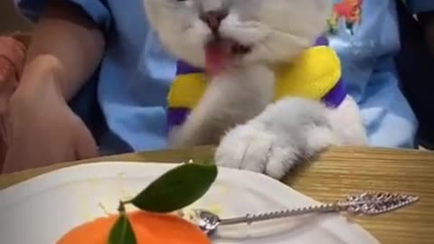 funny cat eating