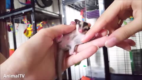 SUGAR GLIDERS Flying - Funny & Cute Compilationss