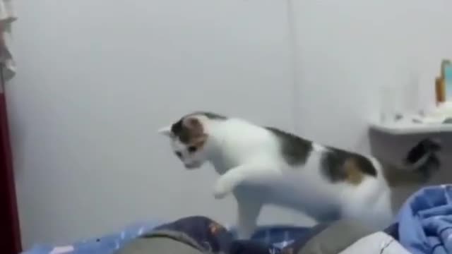 Awesome Cat Starts Fight with Pet Owner🐈😻