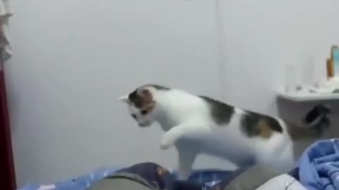 Awesome Cat Starts Fight with Pet Owner🐈😻