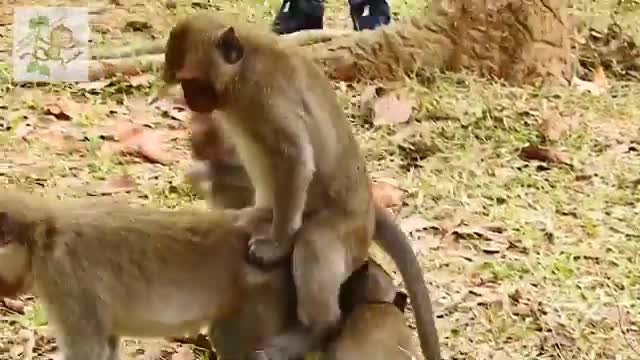 Wow Huni Monkey mating funny