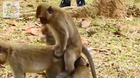 Wow Huni Monkey mating funny