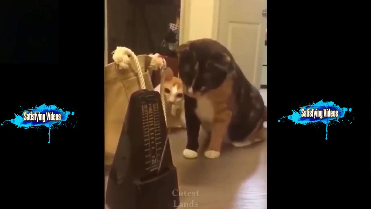 Cute and funny pets Compilatio