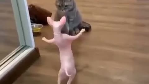 Dancing cat🤣😂🤣 watch still the end