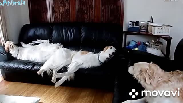 Fun moments with animals