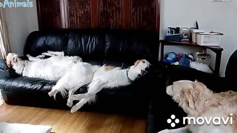 Fun moments with animals