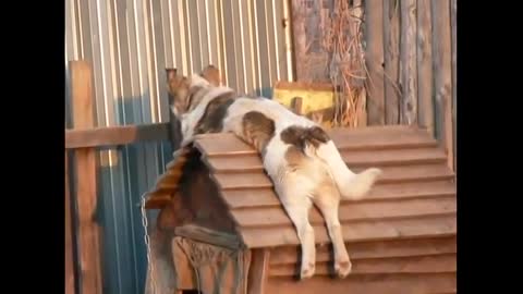 funny dogs