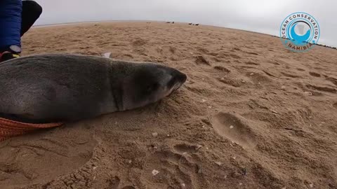 Cute Baby Seal Won't leave His Rescuers!