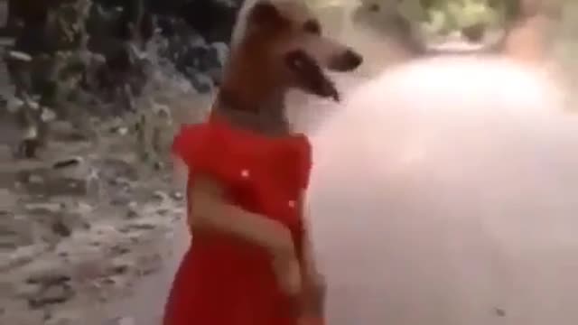 Funny dog in Sri Lanka