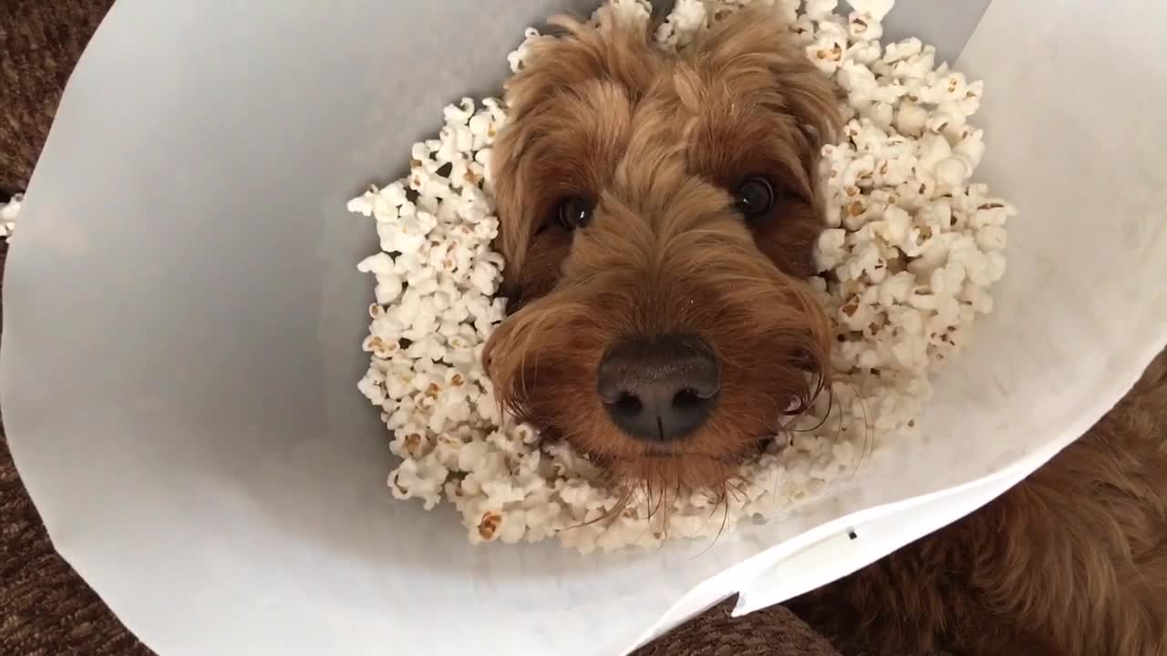 Popcorn Cone of Shame