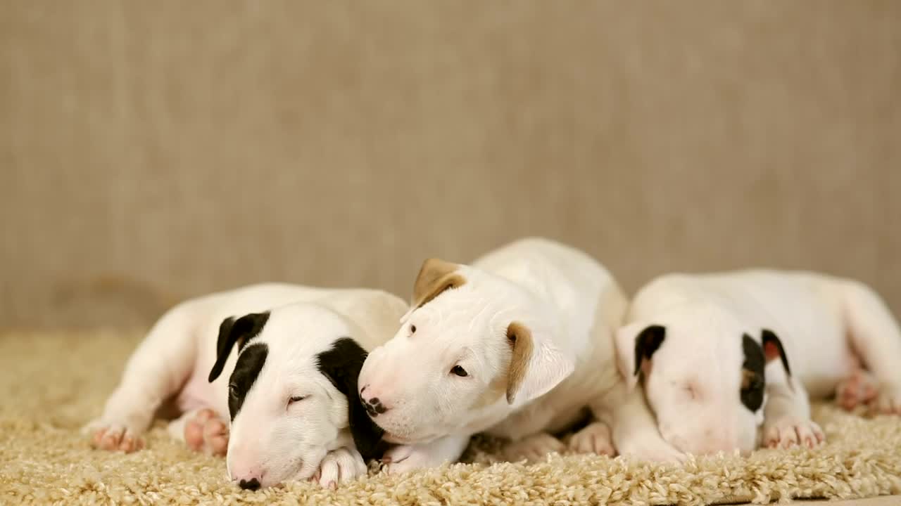 Small puppies of the Bull Terrier breed on a carpet